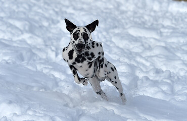 un precioso perro dalmata en la nieve