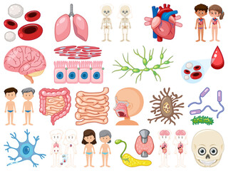 Set of human inner organs isolated on white background