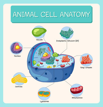 Anatomy of animal cell (Biology Diagram)