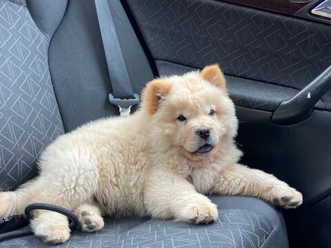 Cachorro de chowchow en el asiento del coche