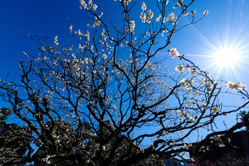 梅の花
Plum blossoms