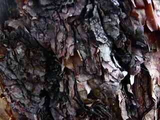 Nature Plants Flower