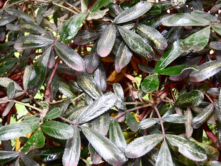 Nature Plants Flower