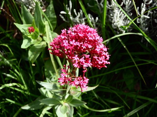 Fototapeta premium Nature Plants Flower