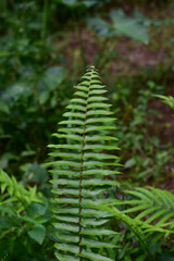 Dicksonia antartica plant