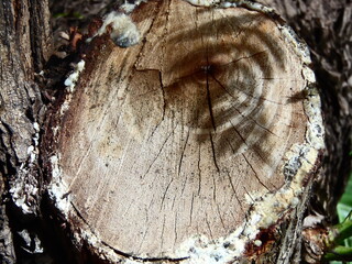 Nature Plants Flower