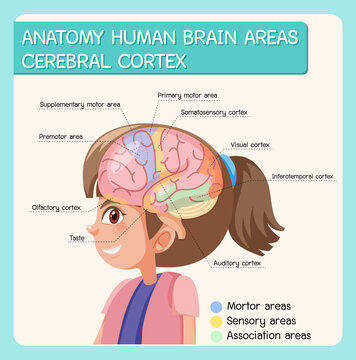 Anatomy human brain areas cerebral cortex with label