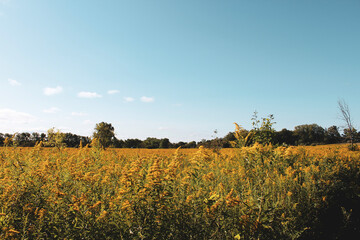 field of sunflowers