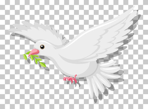 White pigeon flying with green twig olive isolated on transparent background