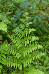 Obraz premium Dicksonia antartica plant