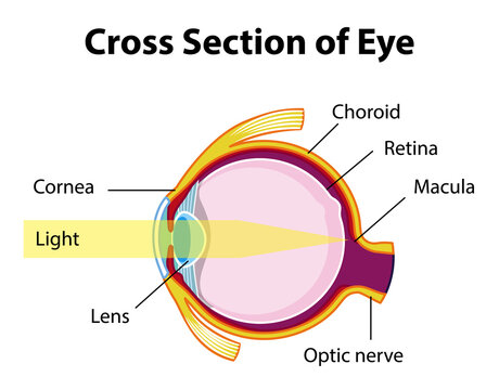 Human eye anatomy with cross section of eye diagram