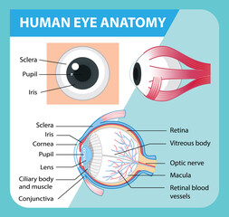 Diagram of human eye anatomy with label