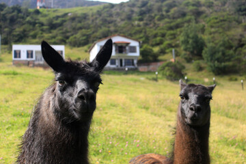 Fototapeta premium Llamas