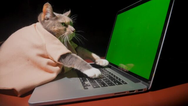 This real time, side view video shows a cute clothed cat typing on a laptop computer with a green screen.
