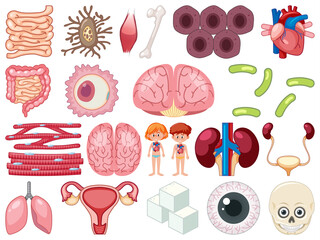 Set of human inner organs isolated on white background