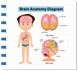 Fototapeta premium Information poster of human brain diagram