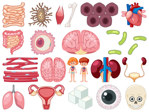 Set of human inner organs isolated on white background