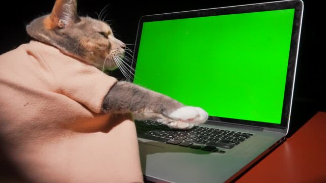 This slow motion video shows a cat dressed up and typing on laptop computer keyboard with a green screen.