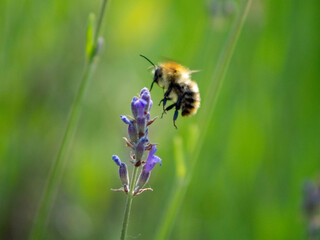 bumblebee un lavender