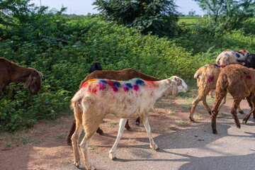 Rona, Karnataka, India - November 6, 2013: Closeup of white and brown goats with a variety of colored spots on hide to identify owner. On road with green foliage in back.