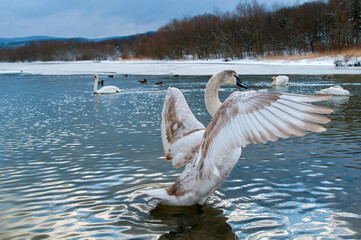 the swan spreads its wings on the shore of the lake under the bright sun