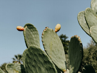 Close-up of cactus with fruits against the blue sky. Recreation and tourism concept. Natural summer...