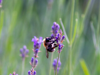 bee on lavender