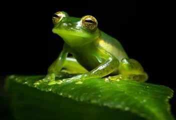Poster Close up of an Emerald Glass Frog or Nicaragua Giant Glass Frog (Spadarana prosoblepon). Green frog on a green leaf.  Rana de cristal esmeralda sobre una hoja verde. © Ana Dracaena