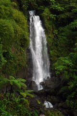 Obraz premium waterfall in the jungle