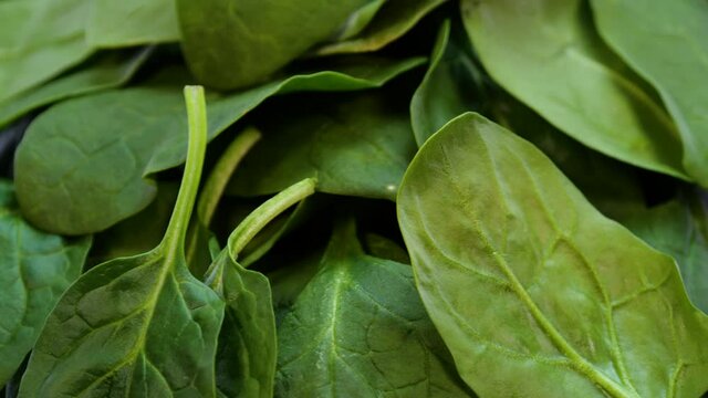 Fresh green spinach leaves rotating. Heap of vibrant green baby spinach leaves. Healthy green food.