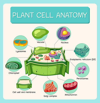 Anatomy of plant cell (Biology Diagram)