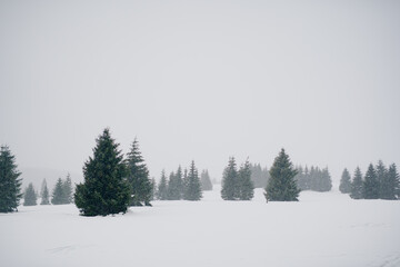 Beautiful Winter Landscape in Mountains. Majestic winter landscape. frosty pine trees.