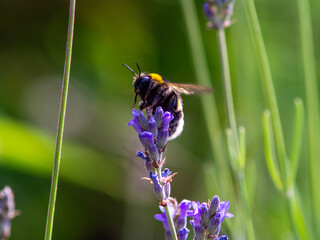 bee on a flower