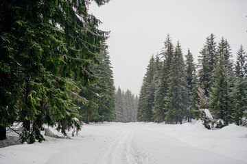 Beautiful Winter Landscape in Mountains. Majestic winter landscape. frosty pine trees.