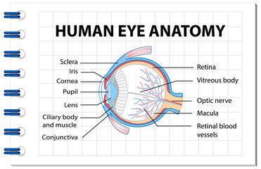 Obraz premium Diagram of human eye anatomy with label