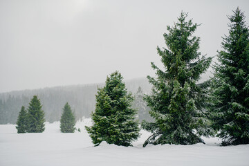 Beautiful Winter Landscape in Mountains. Majestic winter landscape. frosty pine trees.