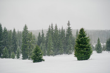 Beautiful Winter Landscape in Mountains. Majestic winter landscape. frosty pine trees.