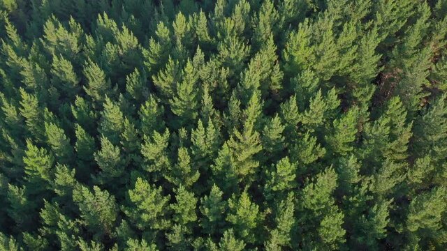 Aerial: Sustainable forest plantation and wind farm