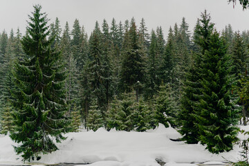 Fototapeta premium Beautiful Winter Landscape in Mountains. Majestic winter landscape. frosty pine trees.