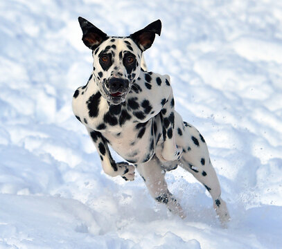 perro dalmata corriendo en la nieve