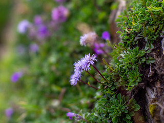 flowers in the garden