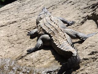 crocodile