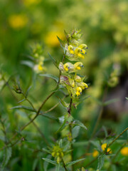 yellow flowers on a green background