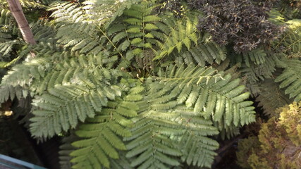 plant © Karolina