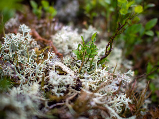 moss on the tree