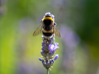 bee on a flower