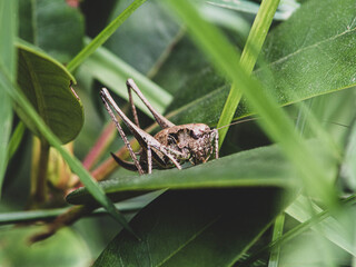 grasshopper on a grass