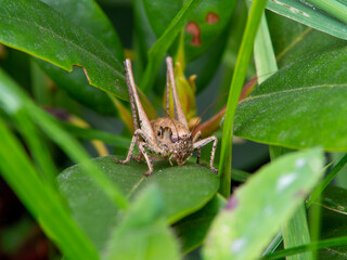 spider on a green leaf