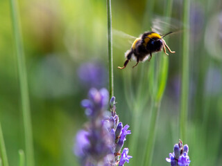 bumblebee on a flower