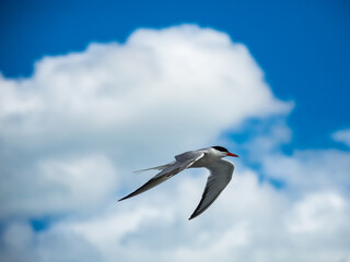 Tern in flight over ocean, bird with wings spread in flight.